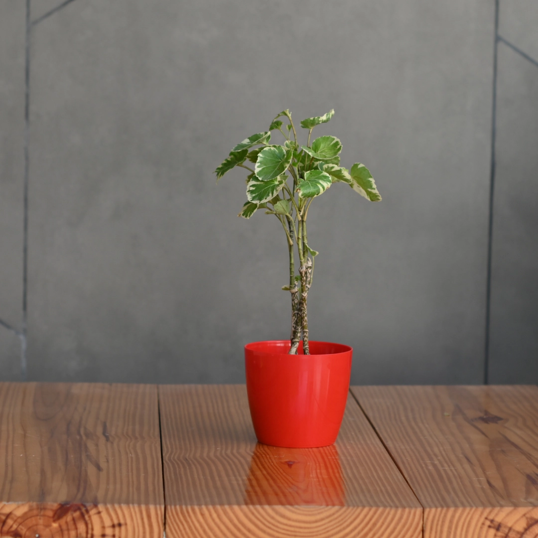 Plastic Valencia 14 Pot/ Planter- Set of 5