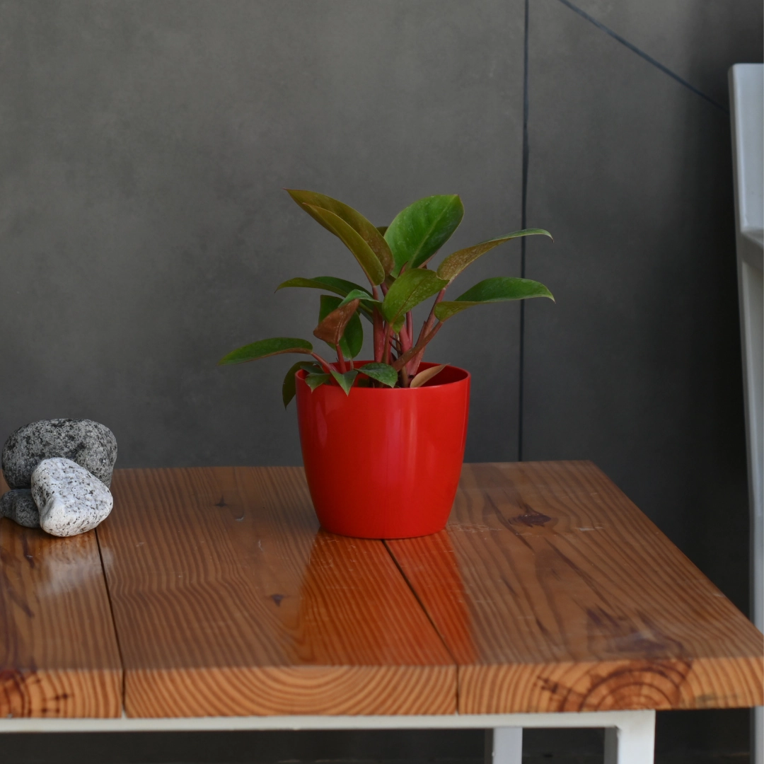 Plastic Valencia 14 Pot/ Planter- Set of 5