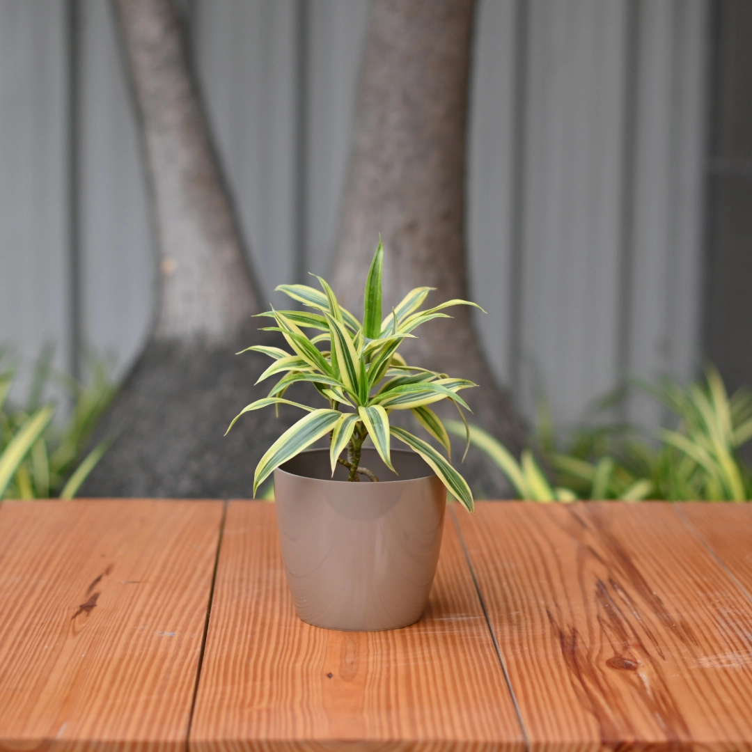 Plastic Valencia 14 Pot/ Planter- Set of 5