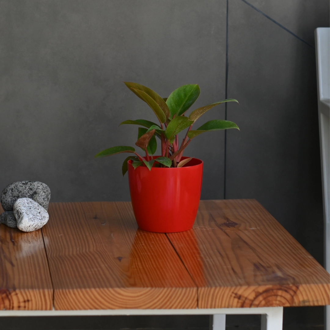 Plastic Valencia 14 Pot/ Planter- Set of 5