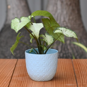 Plastic Verona 11 Diamond Cut Design Pot- Set of 5 shade perennial  