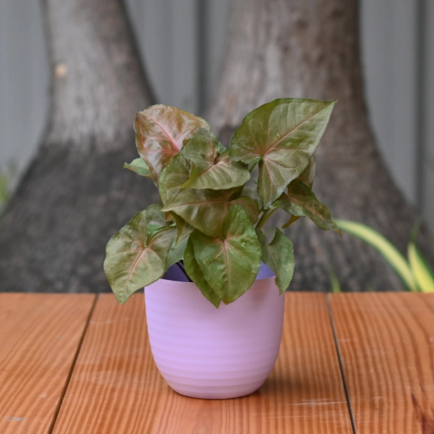 Plastic Verona 11 Pot/ Planter For Plants- Set of 5