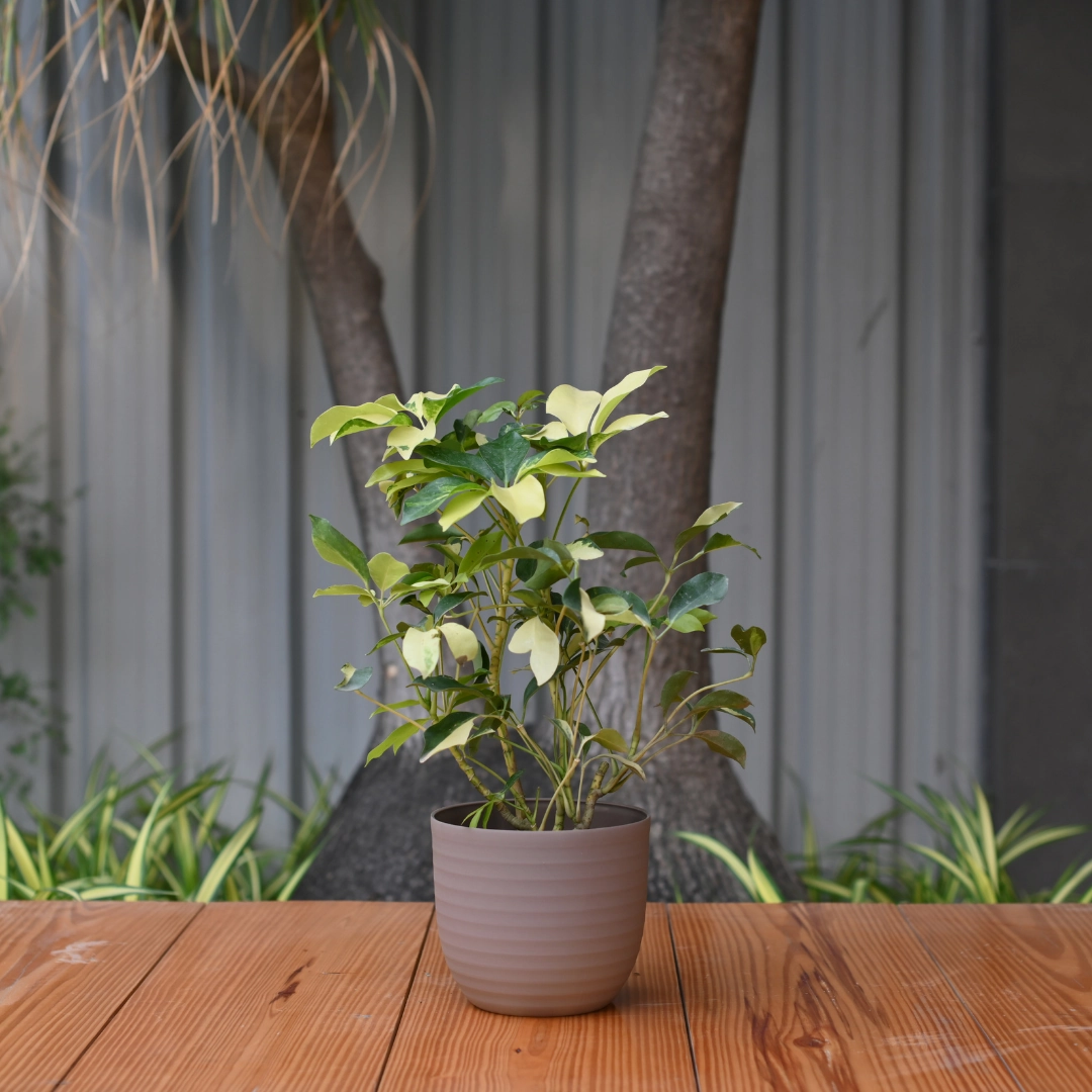 Plastic Verona 11 Pot/ Planter For Plants- Set of 5