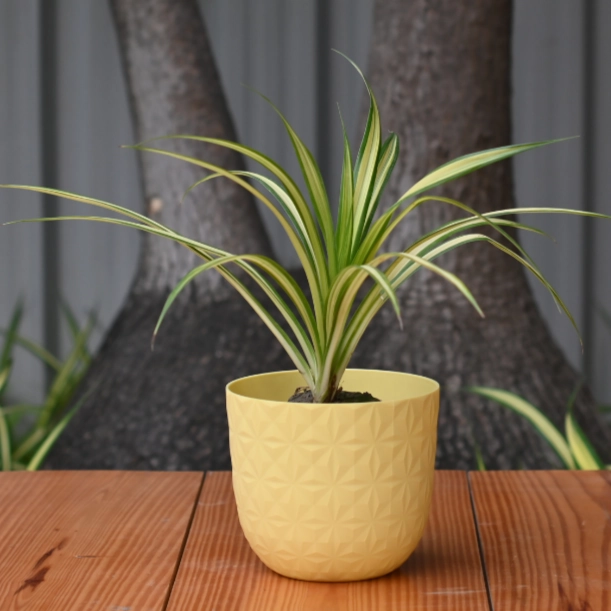 Plastic Verona 11 Pot/ Planter For Plants- Set of 5