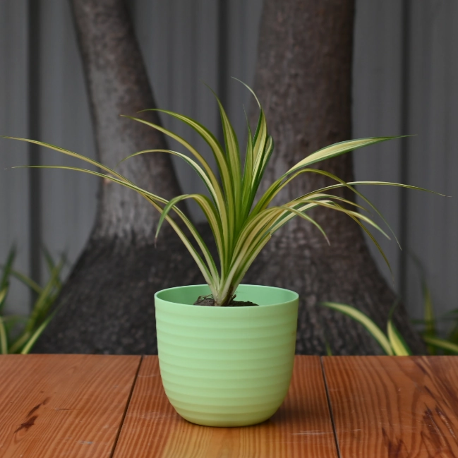 Plastic Verona 11 Pot/ Planter For Plants- Set of 5
