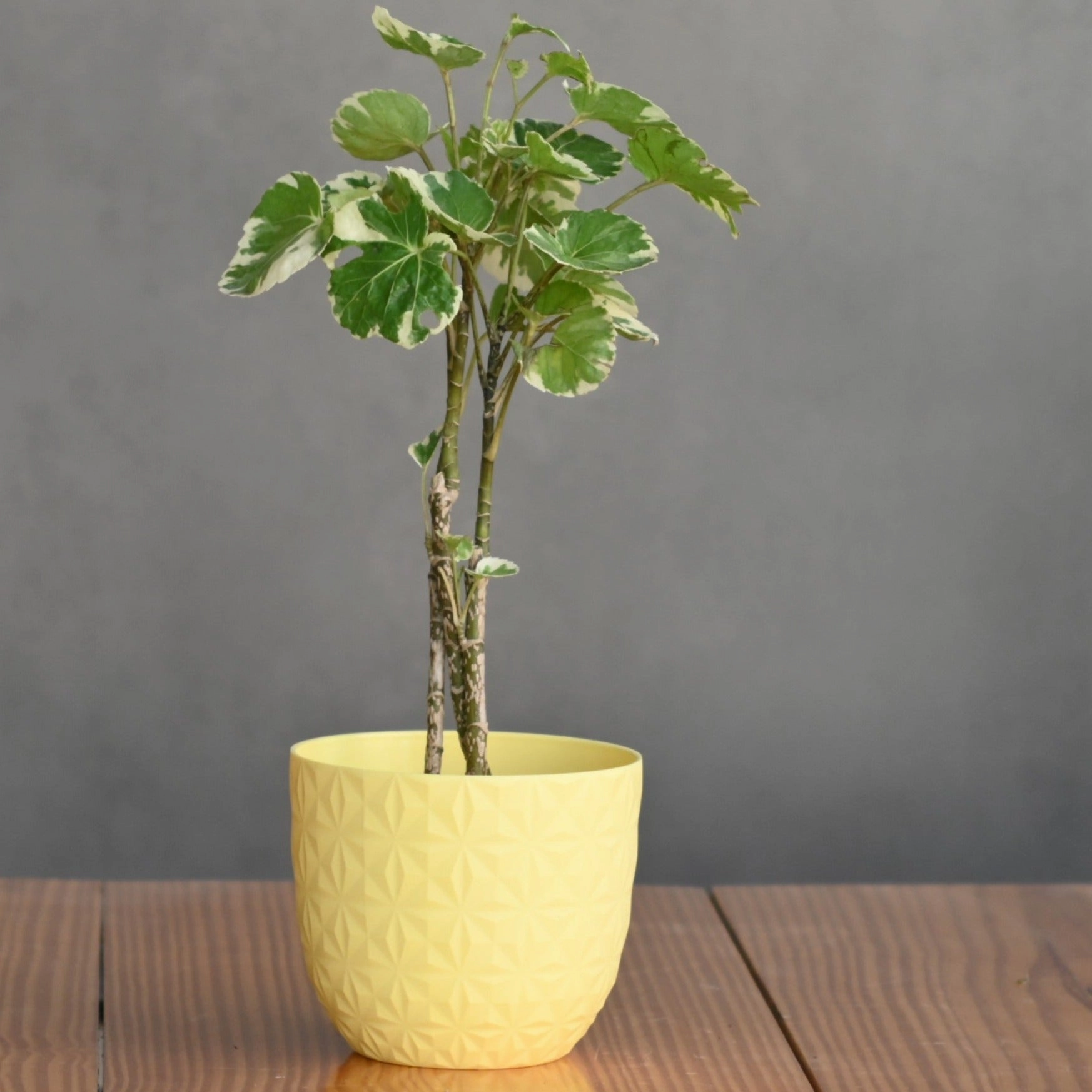 Plastic Verona 11 Pot/ Planter For Plants- Set of 5