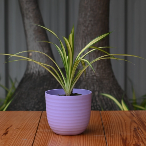 Plastic Verona 11 Pot/ Planter For Plants- Set of 5