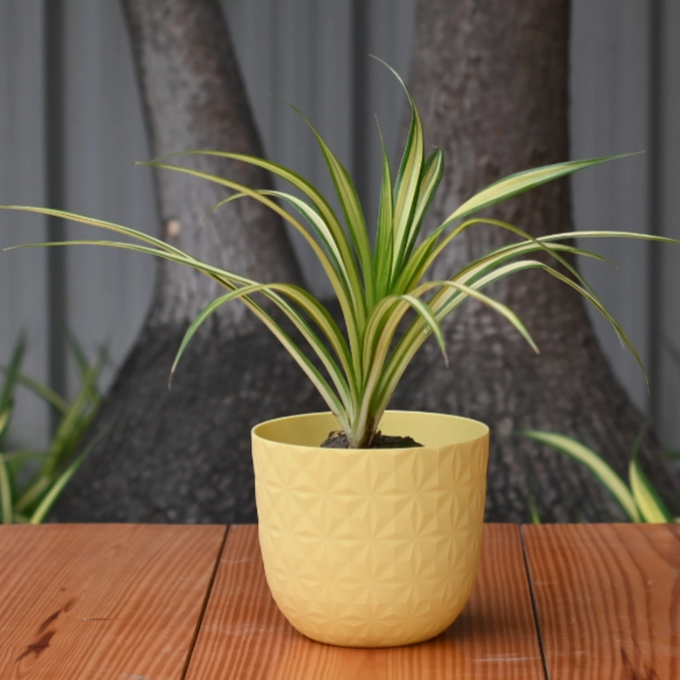 Plastic Verona 11 Pot/ Planter For Plants- Set of 5