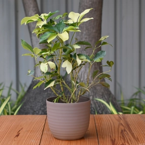 Plastic Verona 14 Pot/Planter- Set of 3 hanging green plant  
