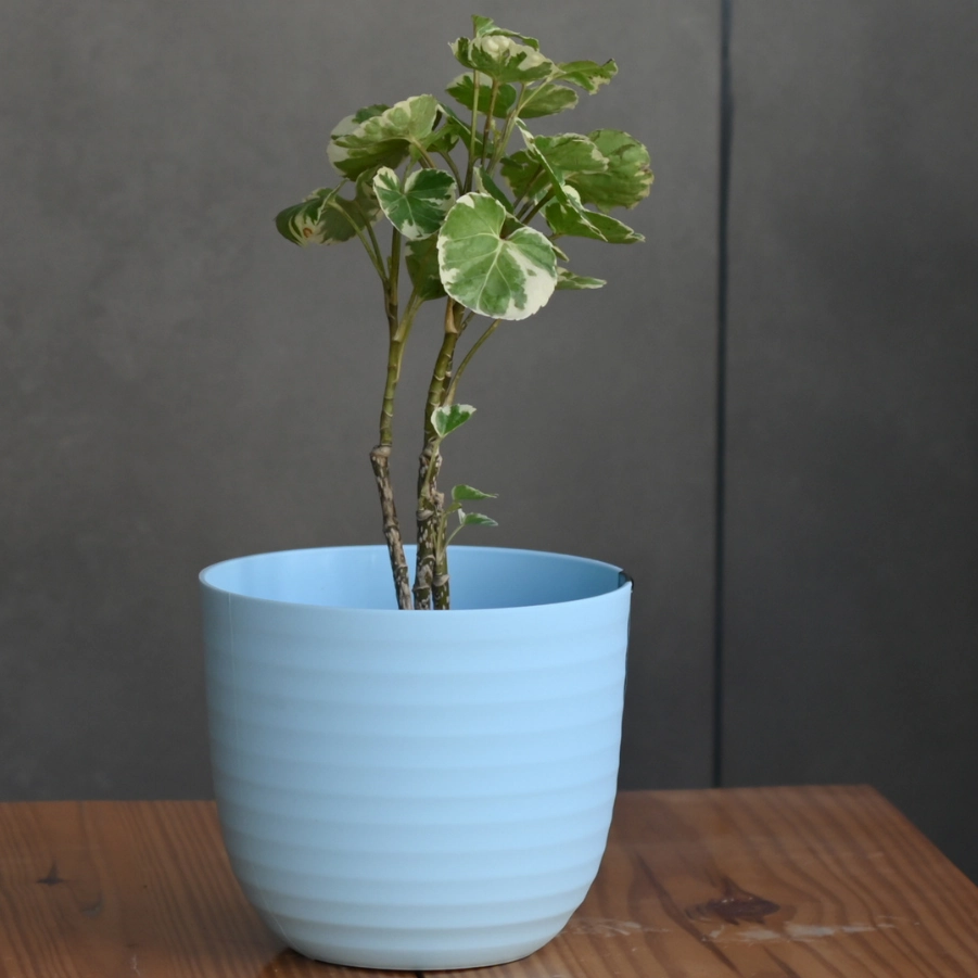 Plastic Verona 14 Pot/Planter- Set of 3