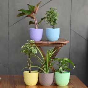 Plastic Verona 15 Diamond Cut Design Pot- Set of 5 hanging green plant  