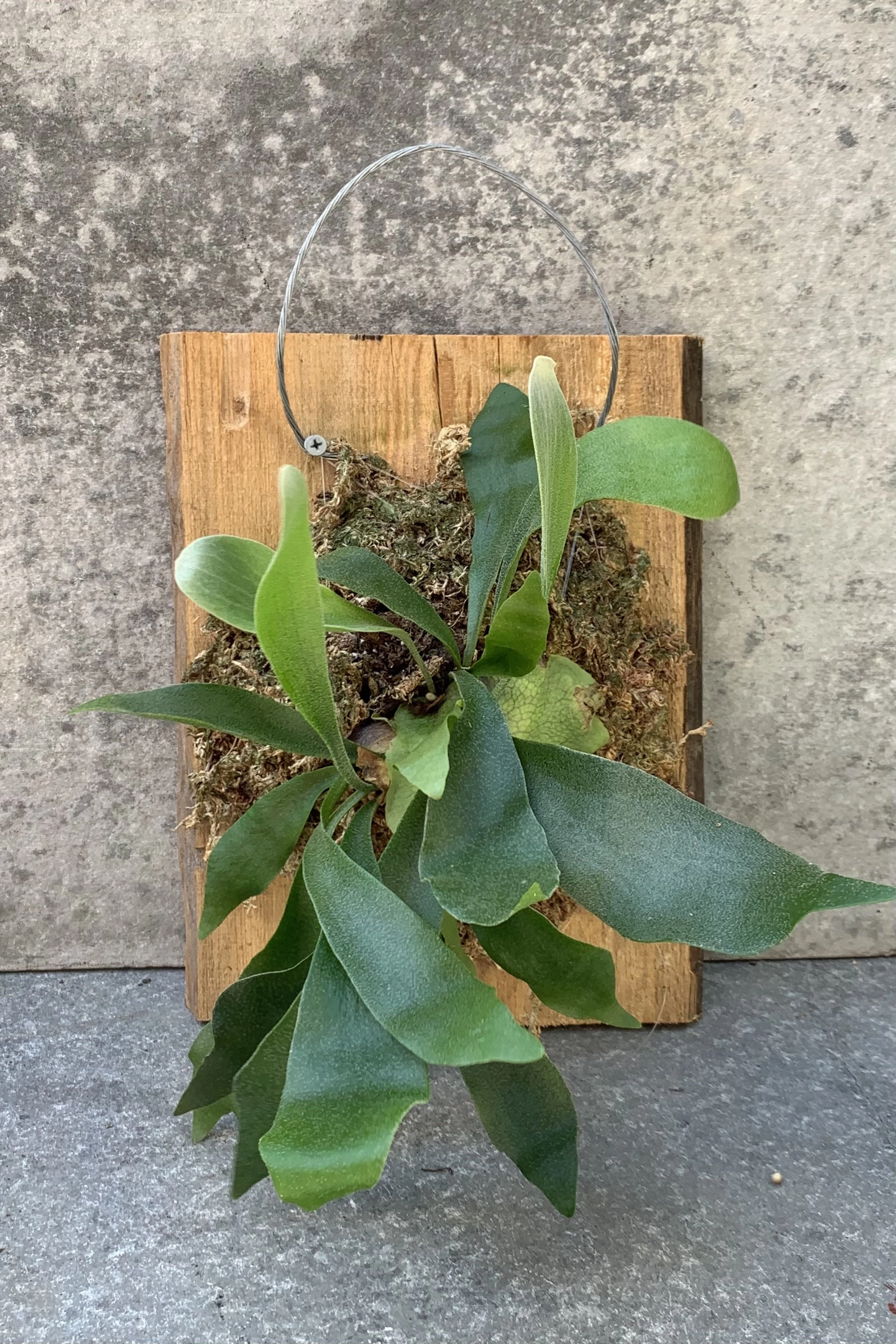 Platycerium bifurcatum mounted (8 - 12") medium flower pot  