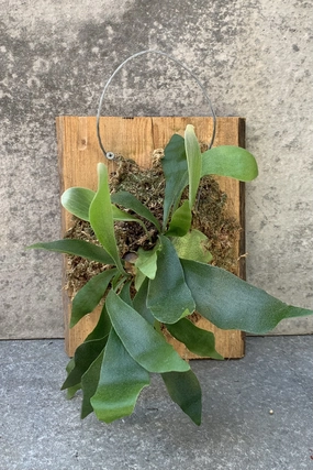 Platycerium bifurcatum mounted (8 - 12") medium flower pot  