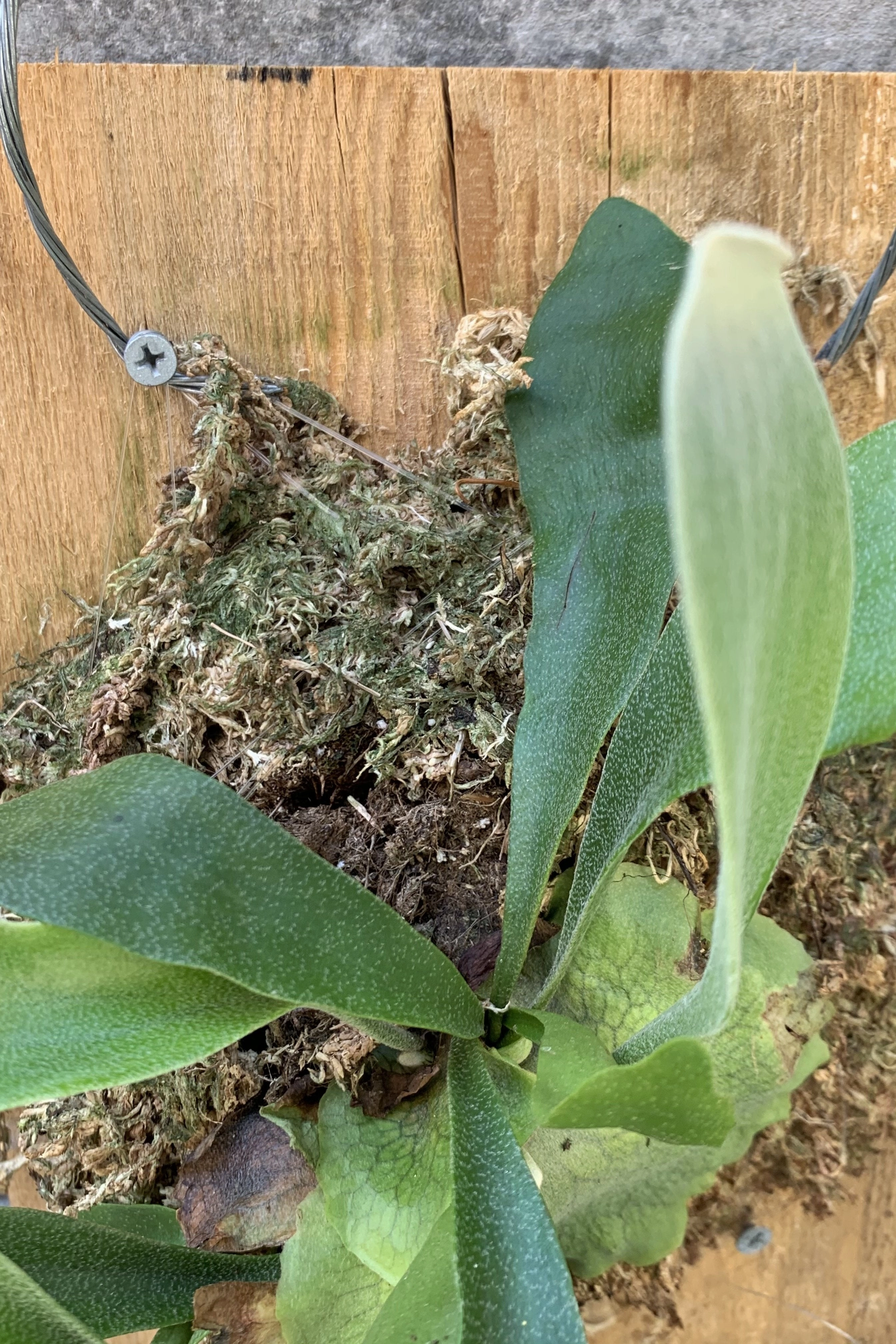 Platycerium bifurcatum mounted (8 - 12")