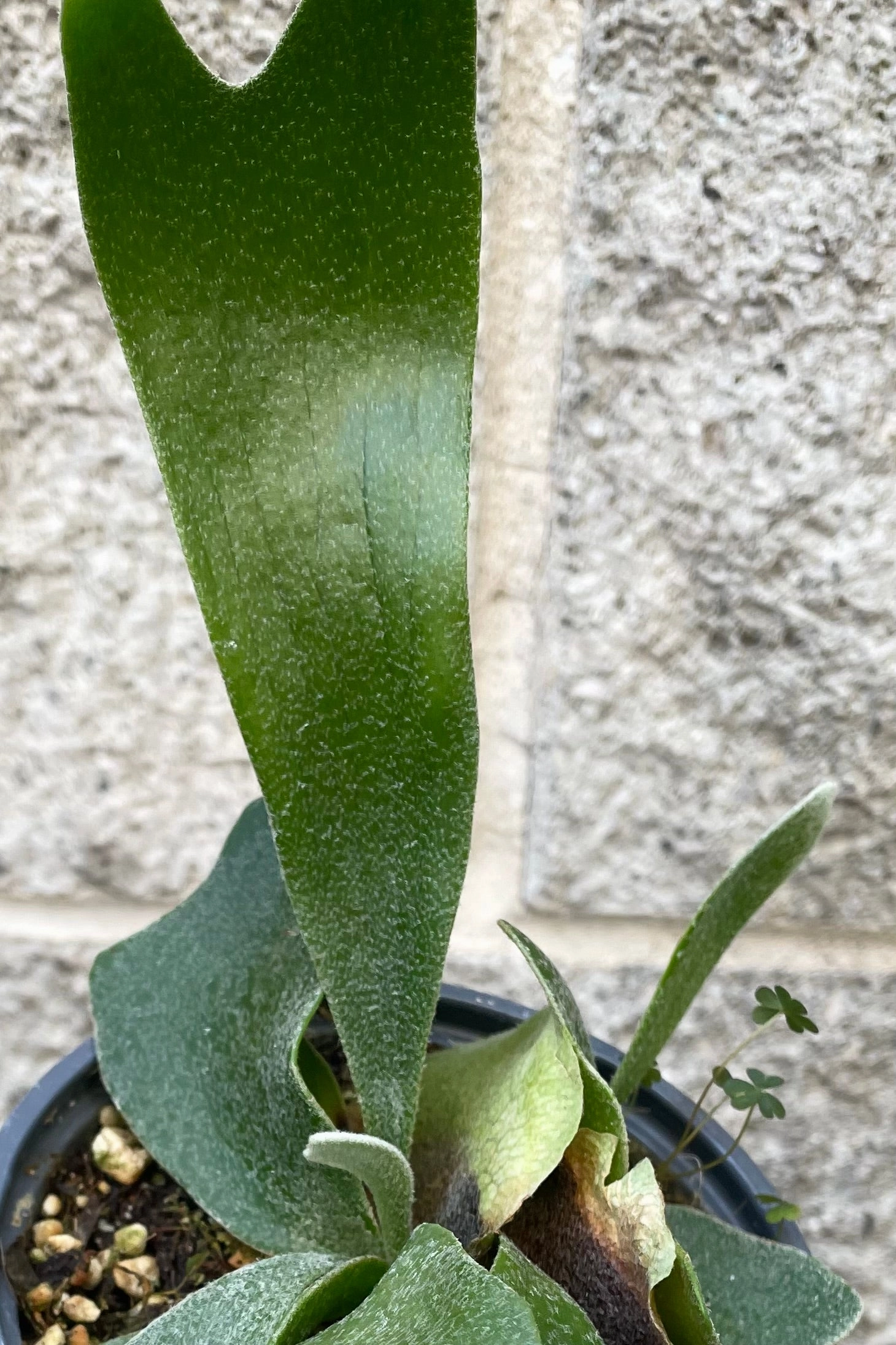Platycerium "Staghorn fern" 4" medium flower pot  