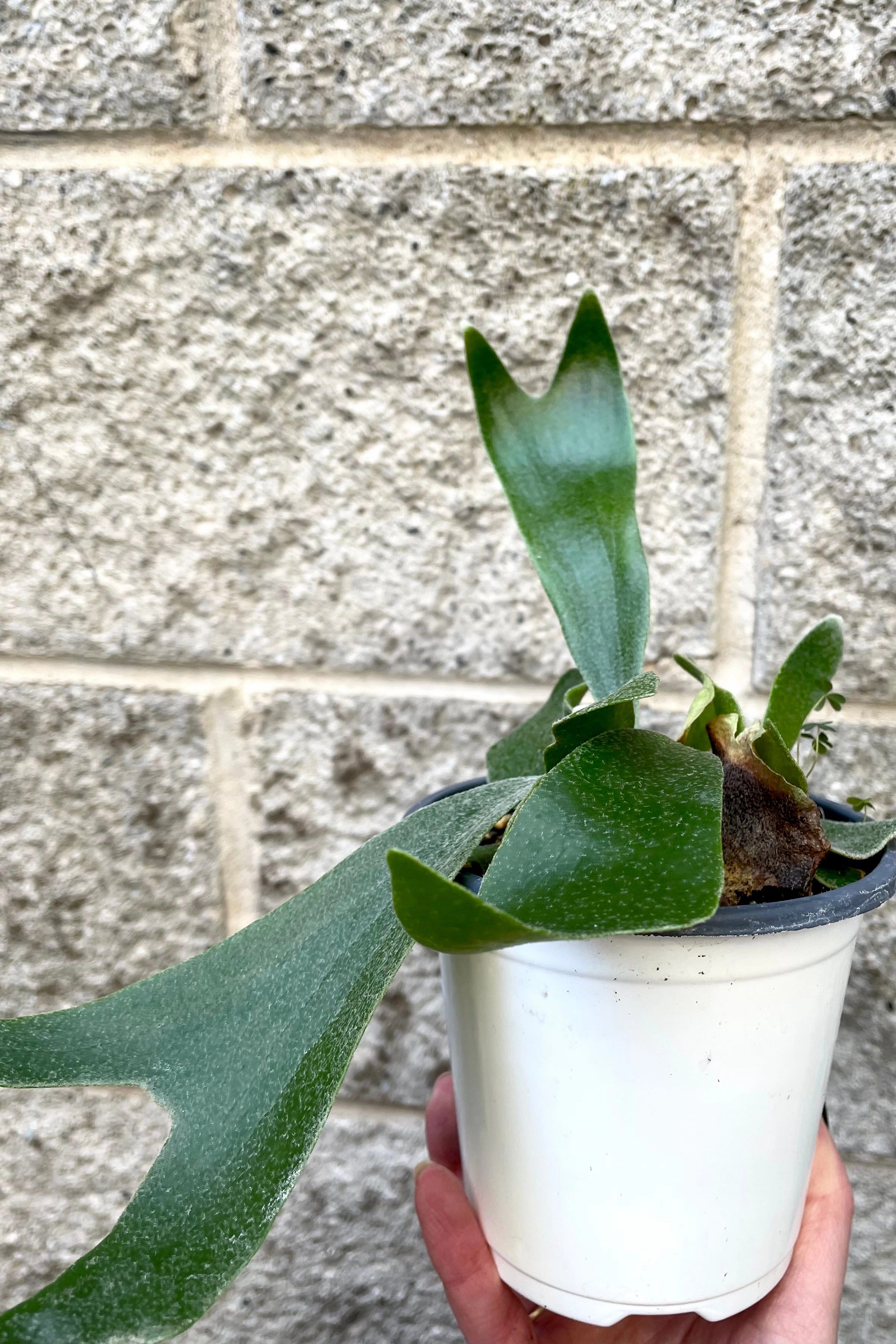 Platycerium "Staghorn fern" 4"