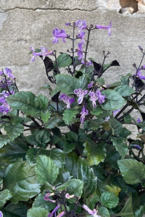 Plectranthus 'Mona Lavender' #1 decorative flowerpot  