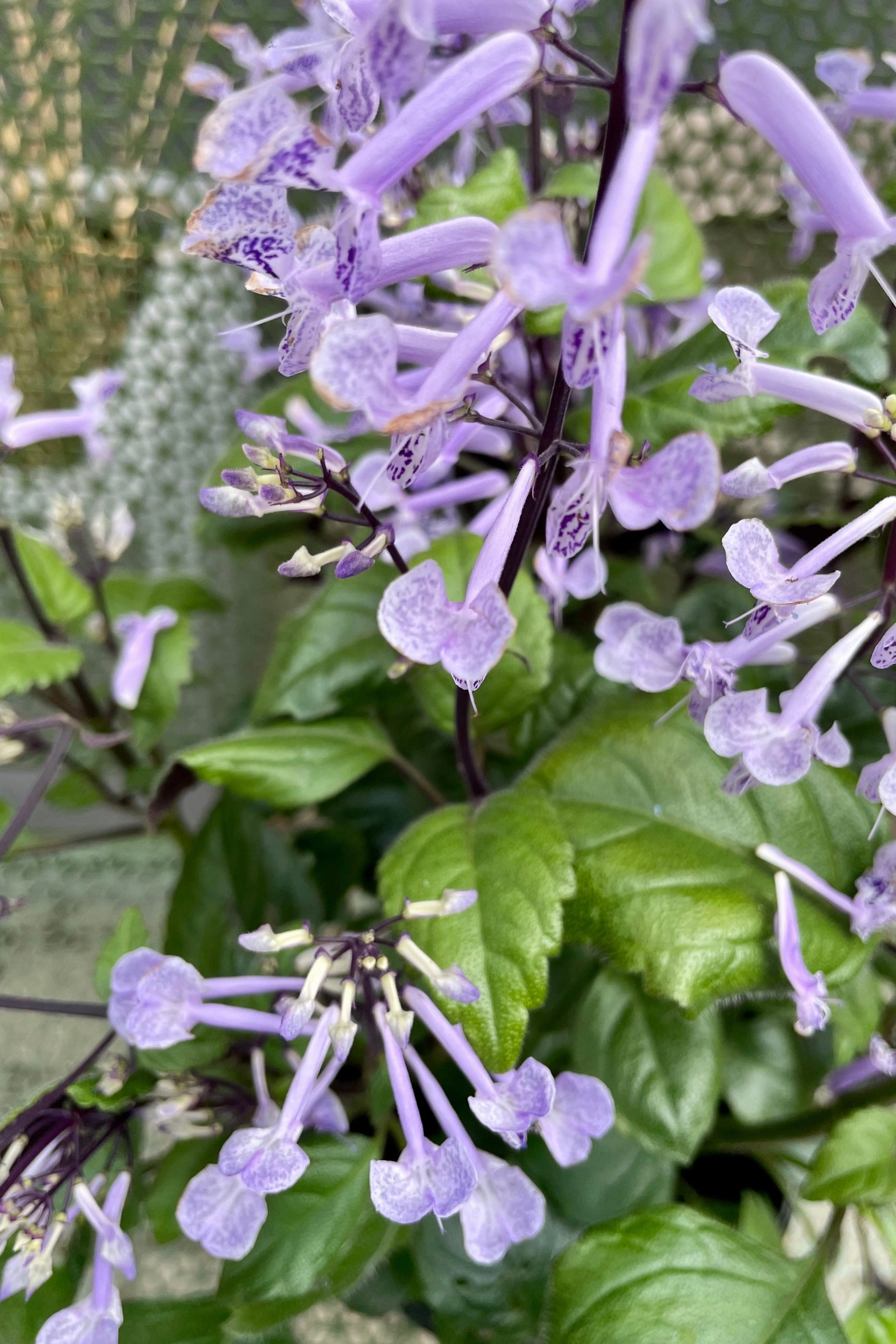 Plectranthus 'Mona Lavender' #1