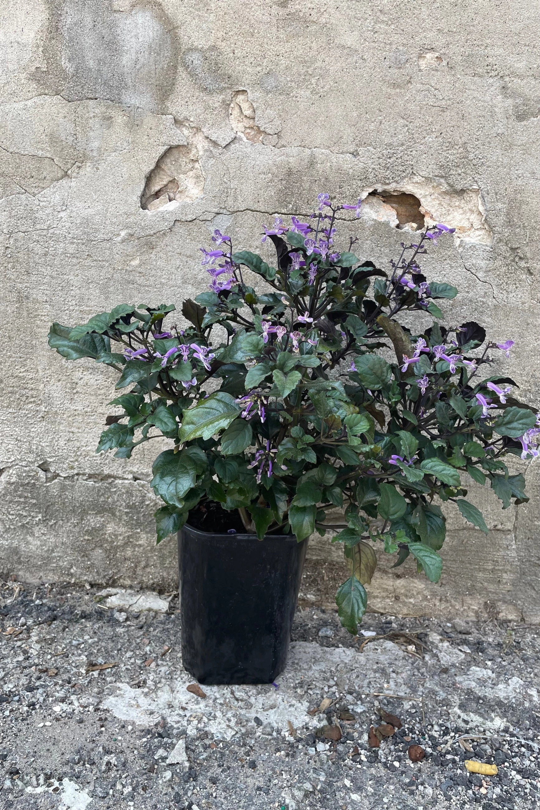 Plectranthus 'Mona Lavender' #1