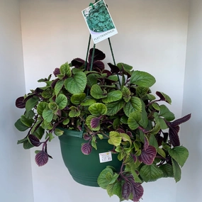 Plectranthus 'Nico' small flower pot  