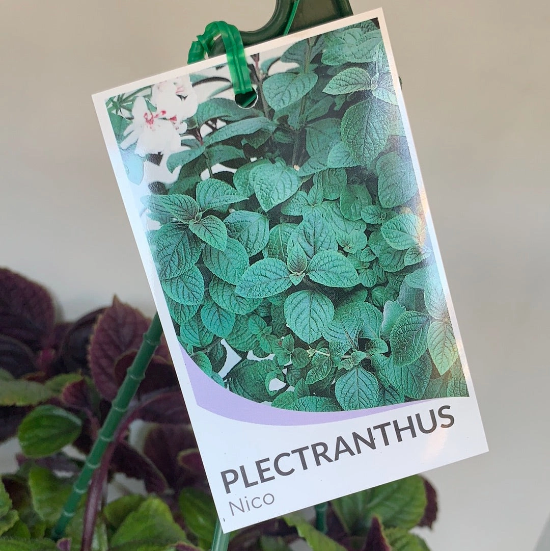 Plectranthus 'Nico'