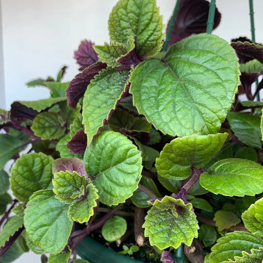 Plectranthus 'Nico'