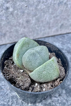 Pleiospilos nelii 2.5" medium flower pot  