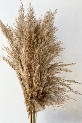 Pluma Mini Natural Preserved Bunch indoor houseplants  