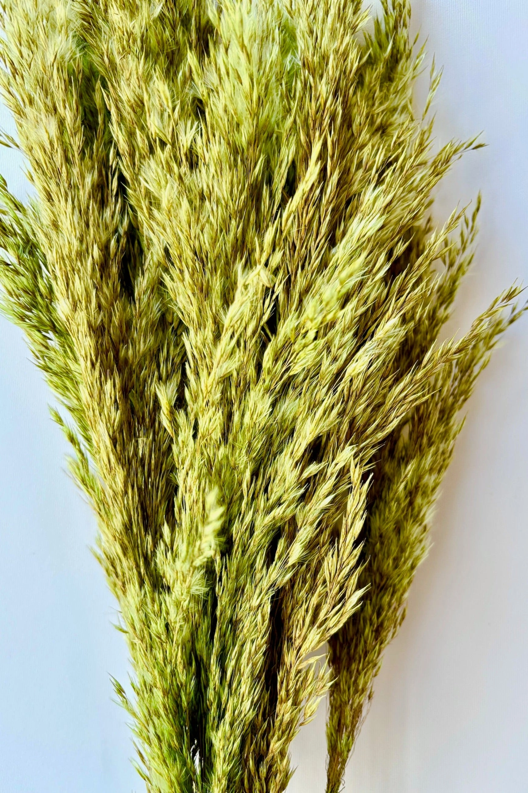 Pluma Mini Olive Color Preserved Bunch