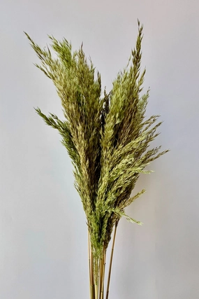 Pluma Mini Olive Color Preserved Bunch indoor houseplants  