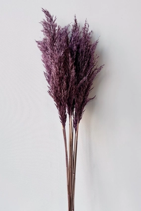 Pluma Mini Purple Color Preserved Bunch indoor houseplants  