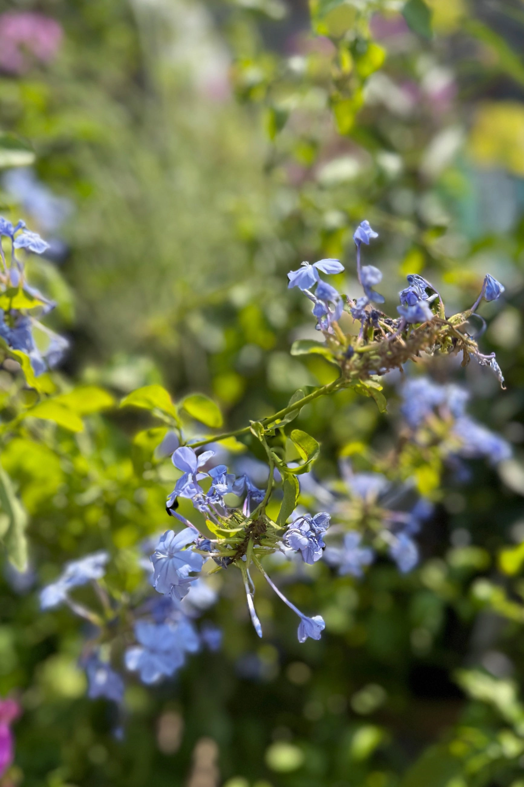 Plumbago (assorted) #1