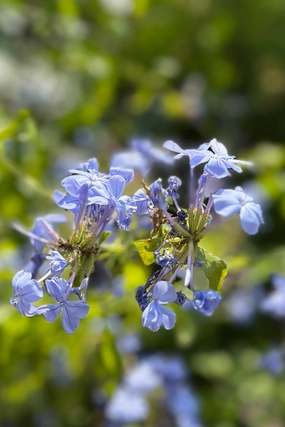 Plumbago (assorted) #1 decorative flowerpot  