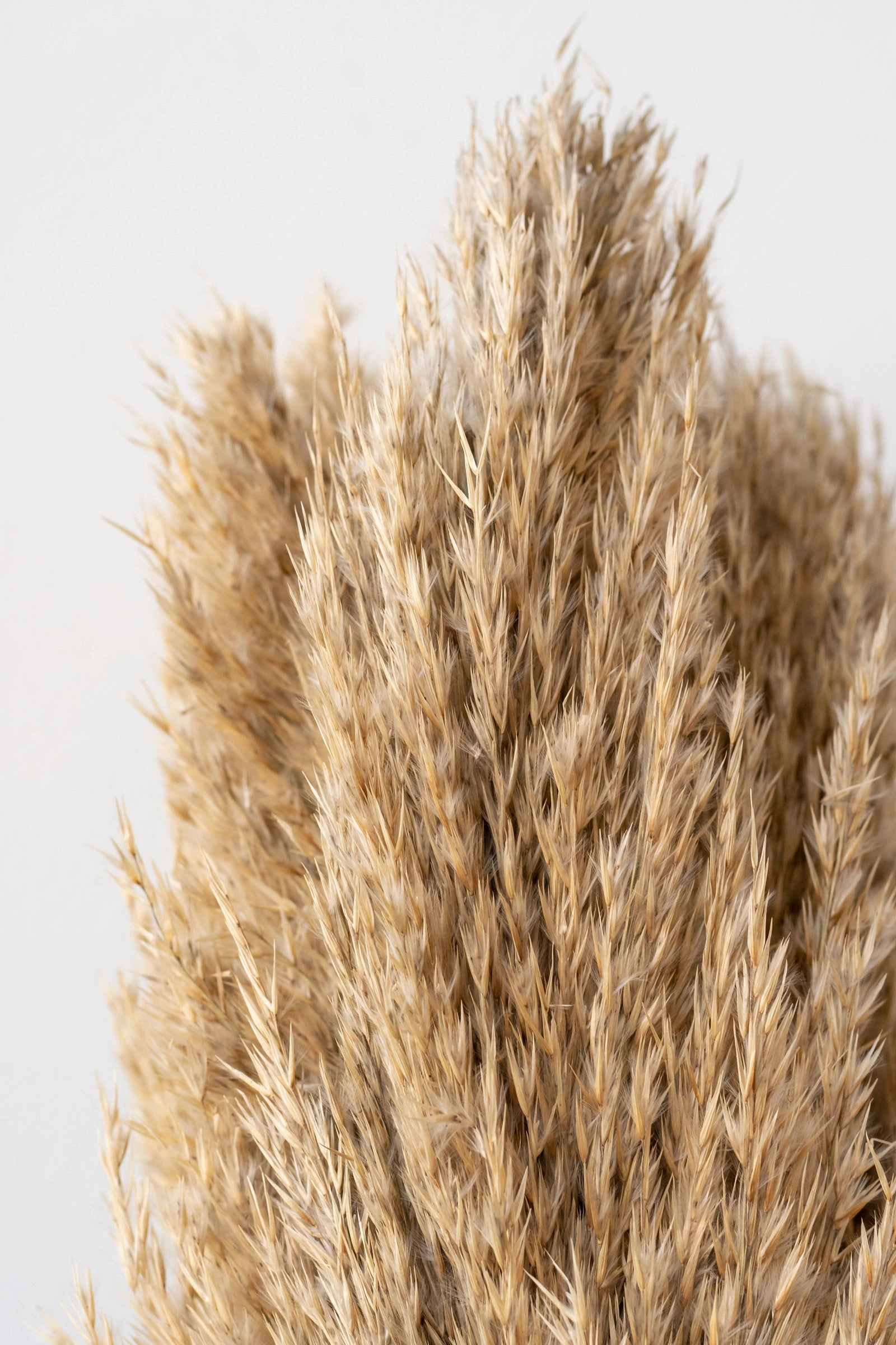 Plumero  Natural  Preserved Bunch