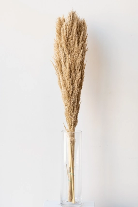 Plumero  Natural  Preserved Bunch indoor houseplants  