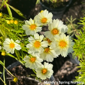 Polaris Tickseed | Coreopsis traditional flower vase  