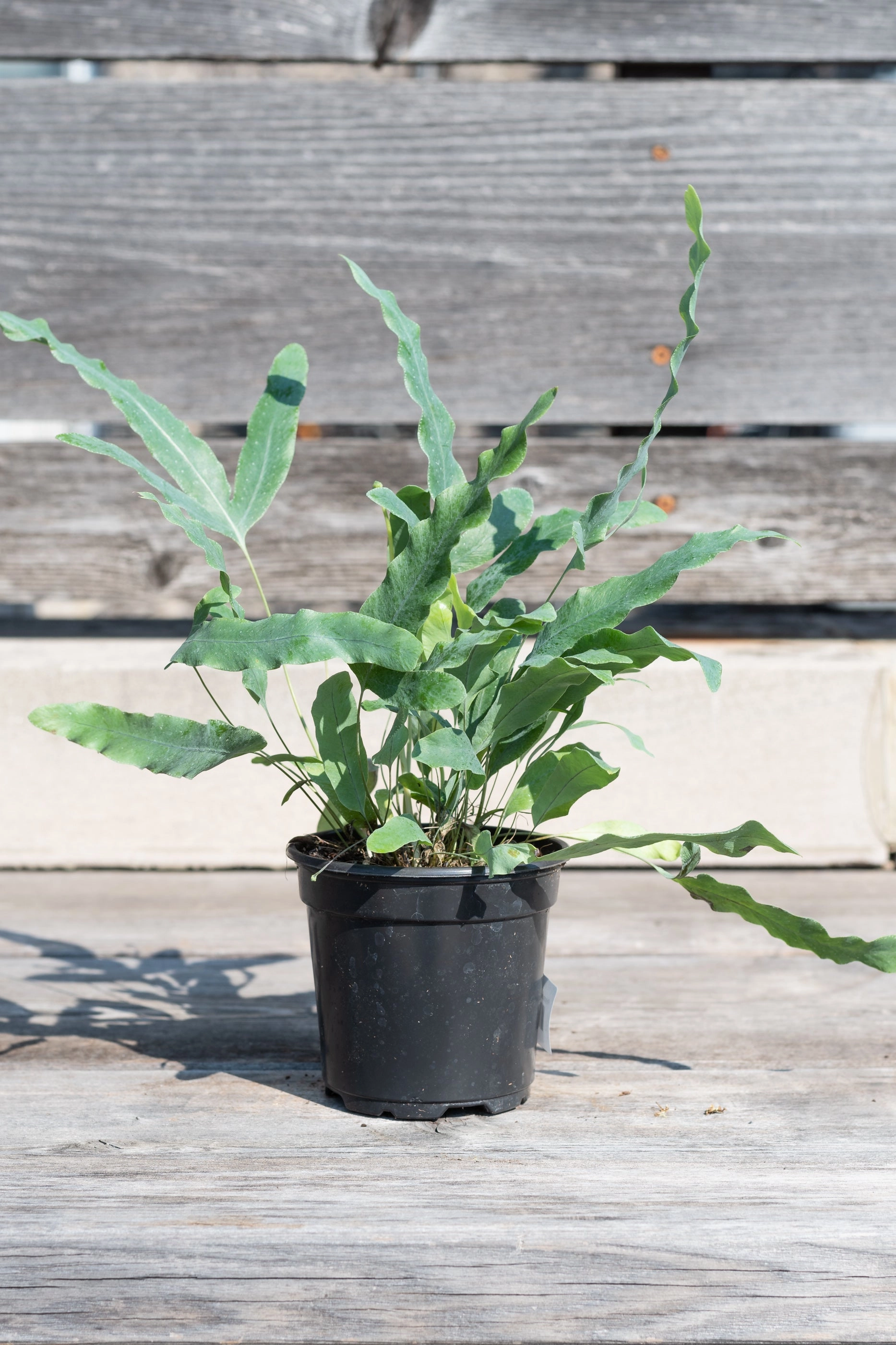 Polypodium aureum 4"