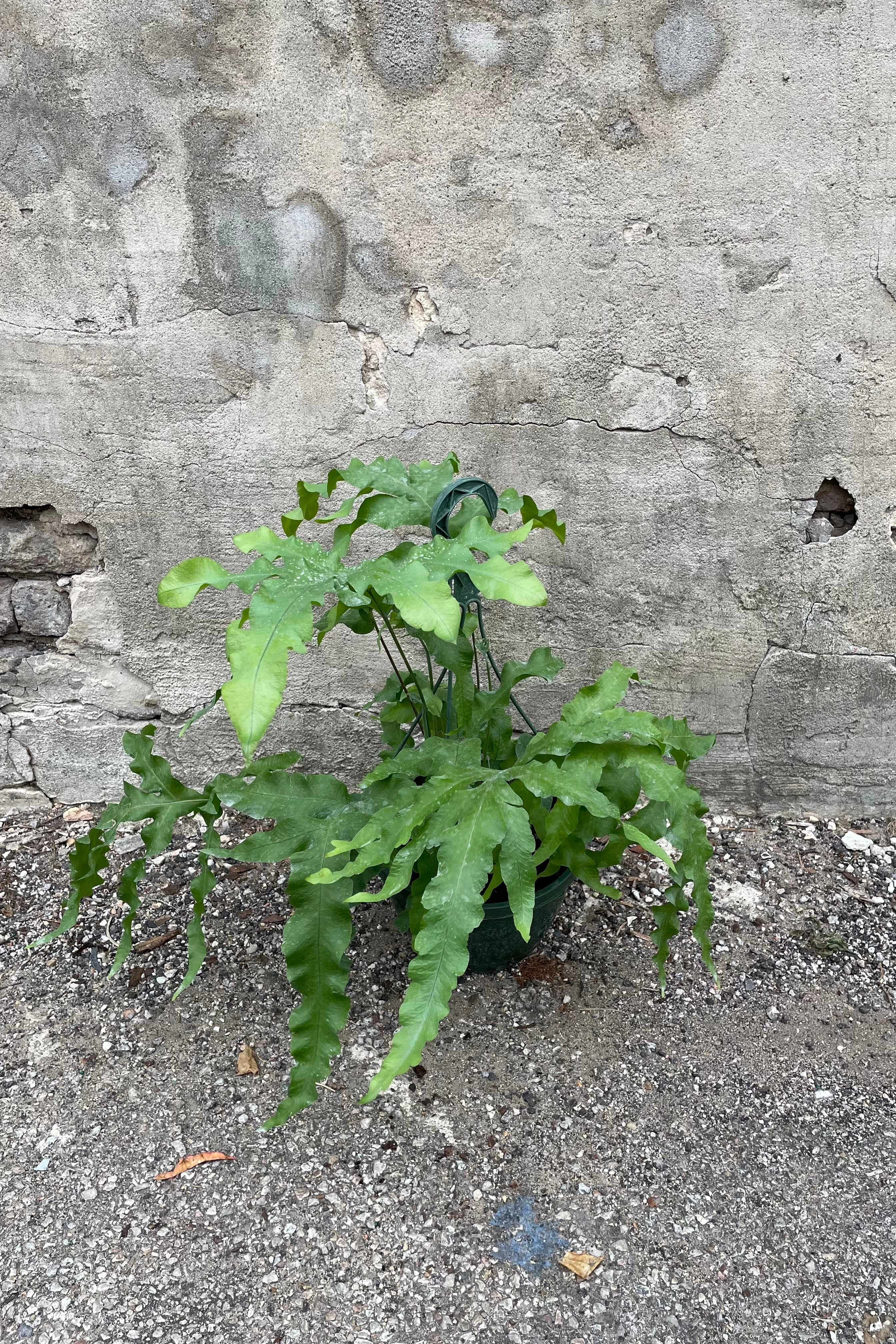 Polypodium aureum 8"