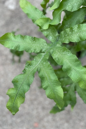 Polypodium aureum 8" medium flower pot  
