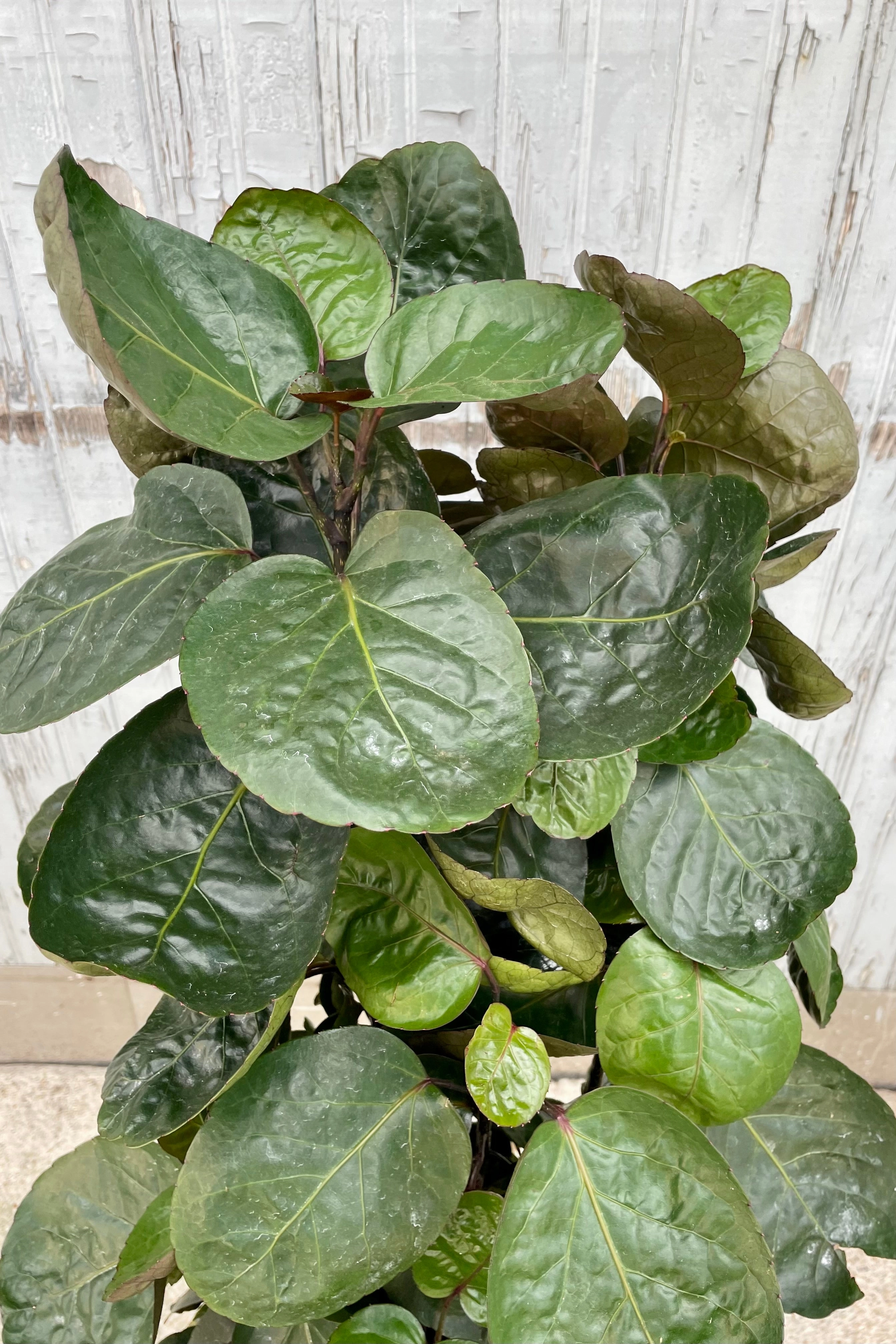 Polyscias scutellaria 'Fabian' multi cane #2