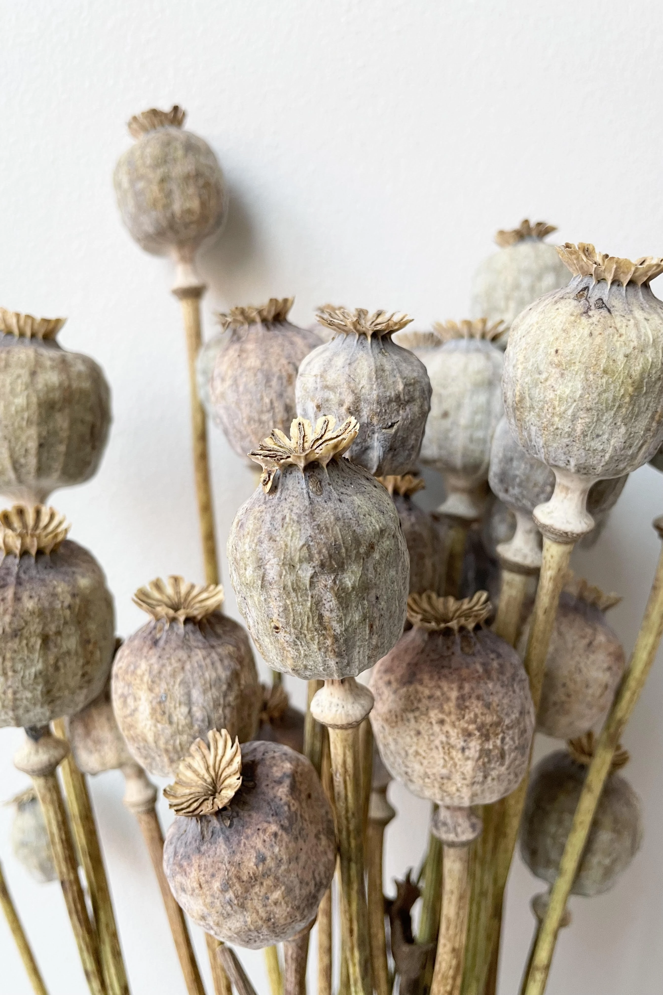 Poppy Vaporizado Preserved Natural Color Bunch