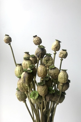 Poppy Vaporizado Preserved Olive Color Bunch indoor houseplants  