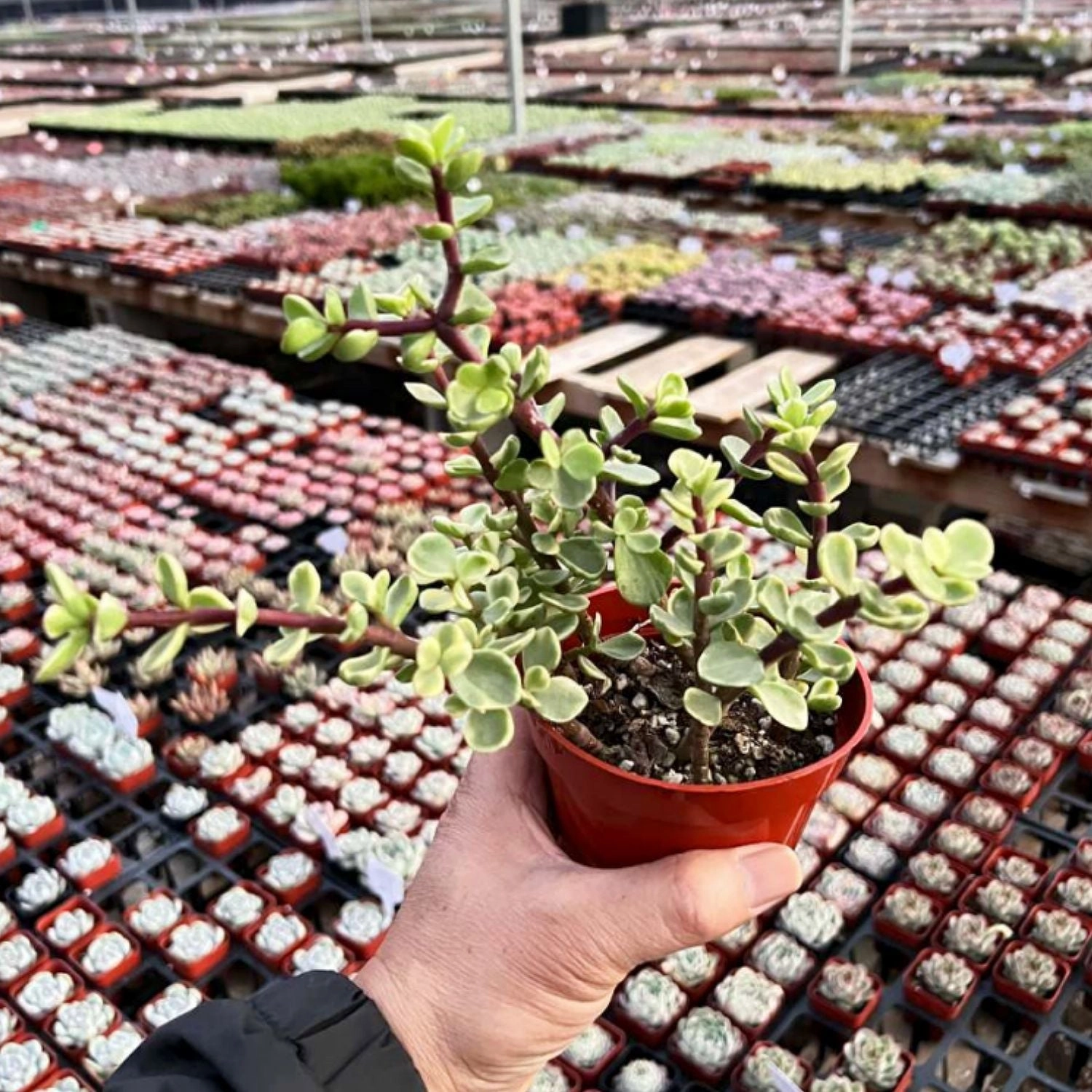 Portulacaria Afra 'Variegata' (4 inch)
