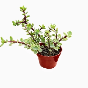 Portulacaria Afra 'Variegata' (4 inch) mini ornamental plant  