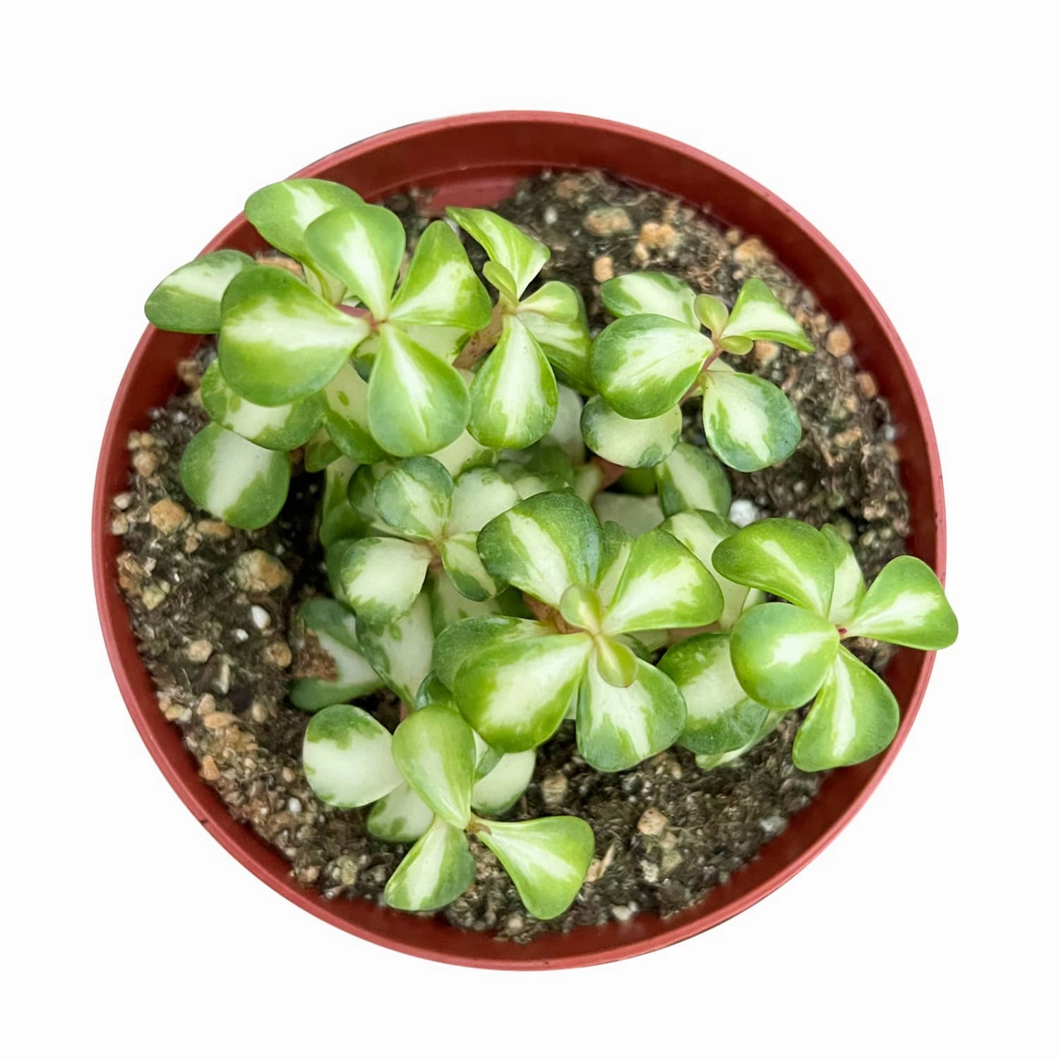 Portulacaria afra "Medio-picta' / Midstripe Rainbow Bush (4 inch)