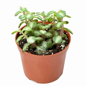Portulacaria afra "Medio-picta' / Midstripe Rainbow Bush (4 inch) mini ornamental plant  