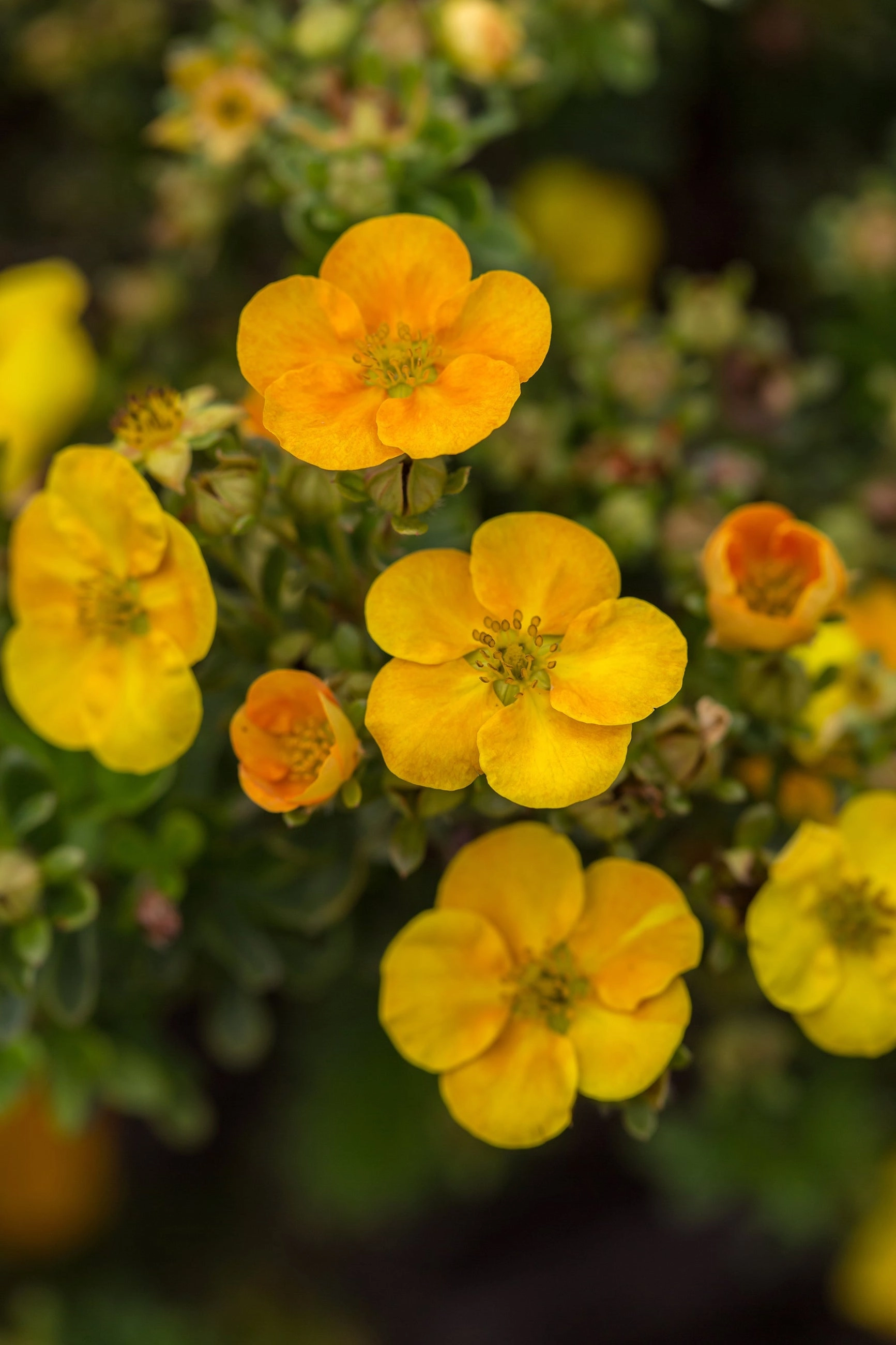 Potentilla f. 'Mandarin Tango' #2