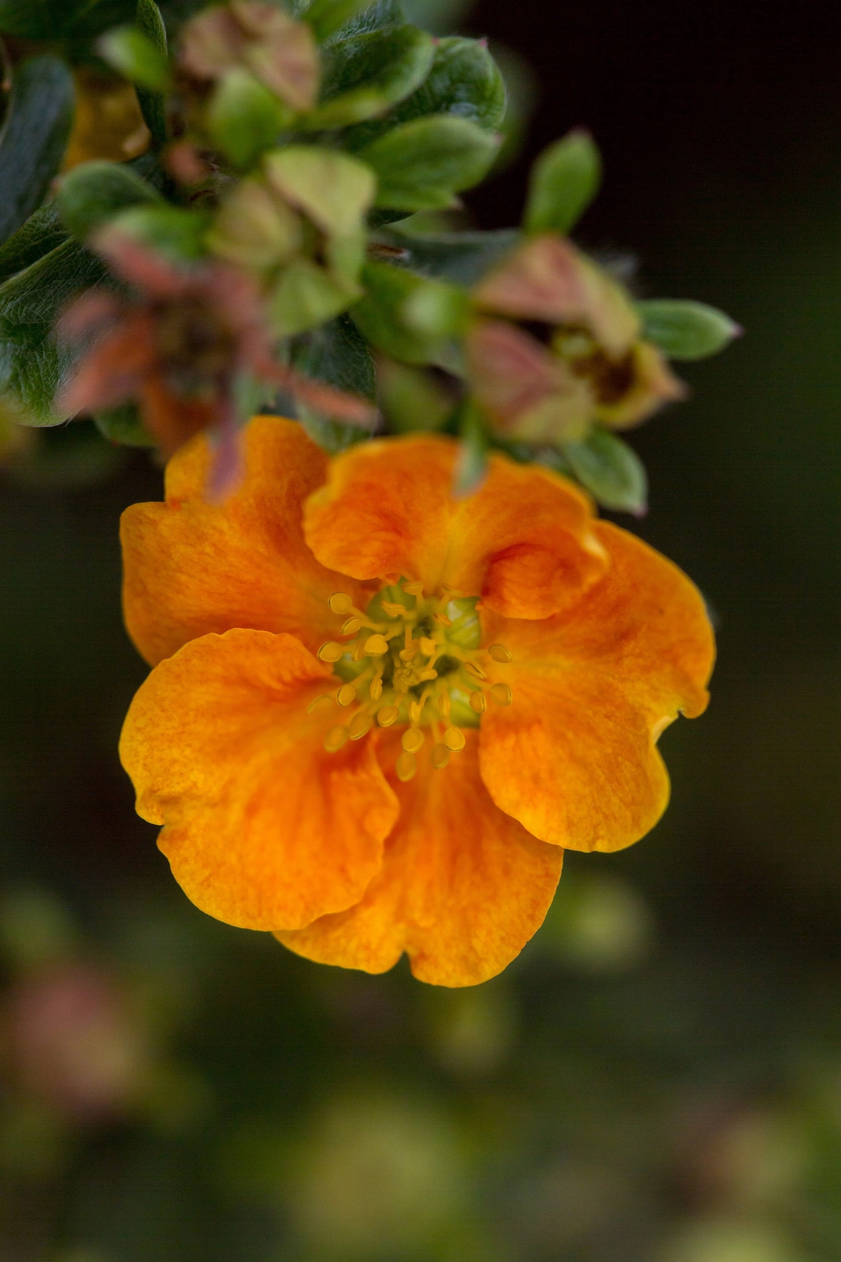 Potentilla f. 'Mandarin Tango' #2