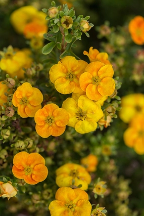 Potentilla f. 'Mandarin Tango' #2 decorative flowerpot  