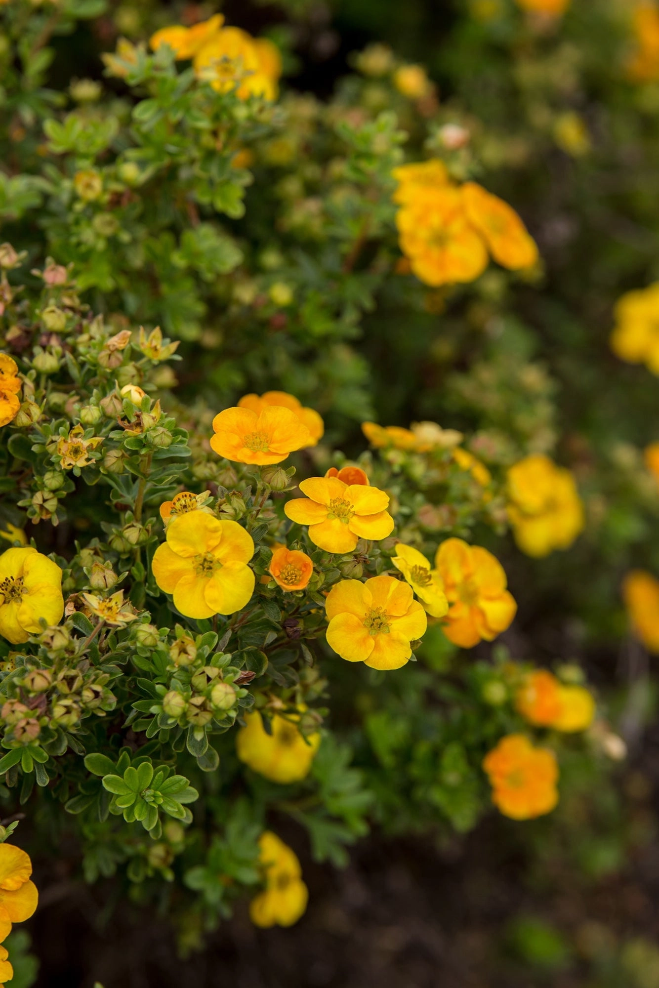 Potentilla f. 'Mandarin Tango' #2